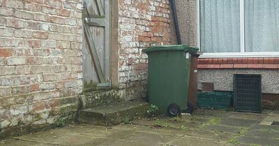 Findest du die Katze in diesem Foto?