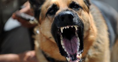 Hund fliegt von der Polizeischule