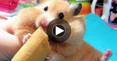 So reagiert dieser Hamster, als man ihn am Ohr berührt