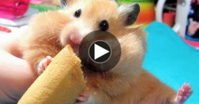 So reagiert dieser Hamster, als man ihn am Ohr berührt