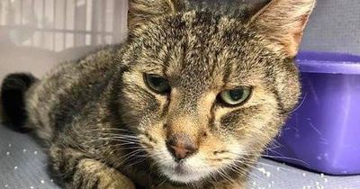 Ihre Katze schien für immer vermisst