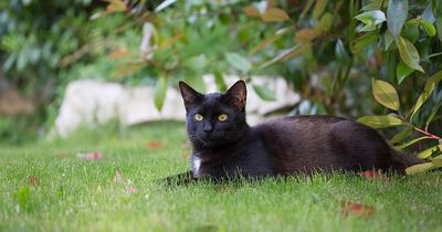 Zuerst glaub niemand, was dieser Katze aus dem Wald folgt