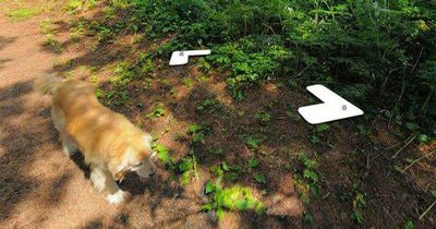 Dank Google wird dieser Hund vom Internet gefeiert