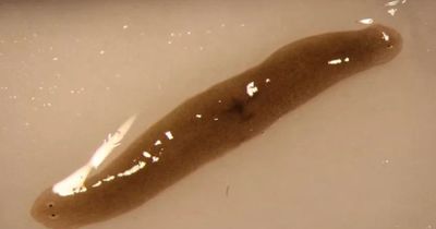 Forscher schicken Wurm ins All