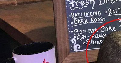 Bei diesem Tier-Café scheiden sich die Geister