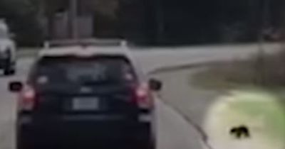 Babybär will die Straße überqueren
