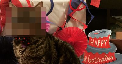 Ihre Augen machten diese Katze berühmt