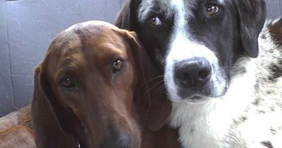 Eine unglaubliche Tierfreundschaft