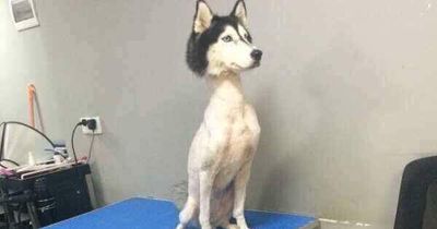 Deswegen solltest du deinen Husky niemals rasieren!