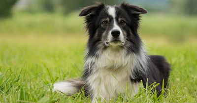 Dein Sternzeichen verrät, welcher Hund zu dir passt!