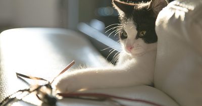 Deshalb schubsen Katzen Sachen von Tischen