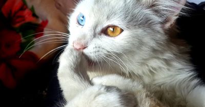 Das sind die verrücktesten Katzenfakten!
