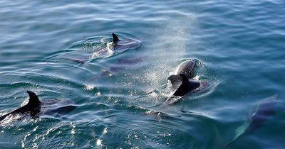 Unglaublich seltene Delfin-Art gesichtet