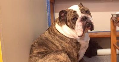So reagiert dieser Hund, als er einen Horrorfilm sieht