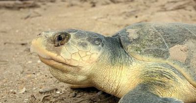 Diese Schildkröte lässt sich trotz Behinderung nicht unterkriegen