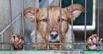In dieser Stadt ist es jetzt verboten, Tiere in Zoohandlungen zu kaufen!