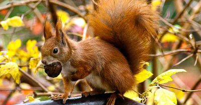 Deswegen solltest du Eichhörnchen lieben!