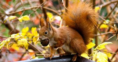 Deswegen solltest du Eichhörnchen lieben!