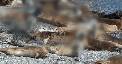 Sie waren fast ausgerottet, doch kehren nun zurück