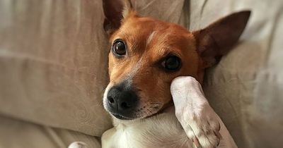 Sollte der Hund mit ins Bett?
