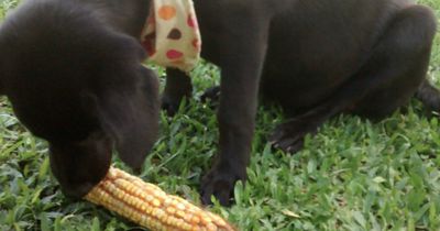 Dieser Hund erinnert uns daran, was wirklich zählt