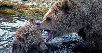 Diese Bären-Mama spielt Wassertaxi für ihre beiden Babys!