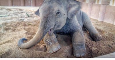 Dieser Baby-Elefant hatte einen schweren Start ins Leben