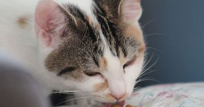Daran liegt es, wenn eure Katze zittert