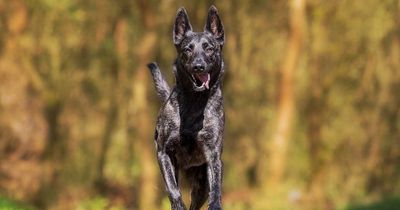 Diese genialen Hacks sollte jeder Hundebesitzer kennen!