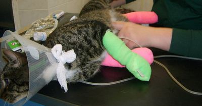 Deshalb wird diese Katze für immer im Tierheim bleiben müssen