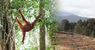 So versuchen sie, diese Tiere vorm Aussterben zu retten