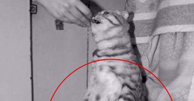 So habt ihr diese Tiere garantiert noch nicht gesehen