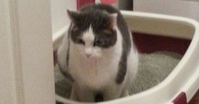 Das ist der Grund, wenn Katzen überall hinpinkeln