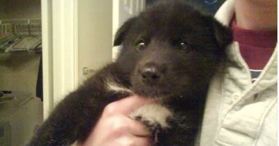 Mann denkt er hat einen Hunde-Welpen adoptiert