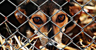 Sie ist der letzte Hund, der aus dem Tierheim verschwinden soll