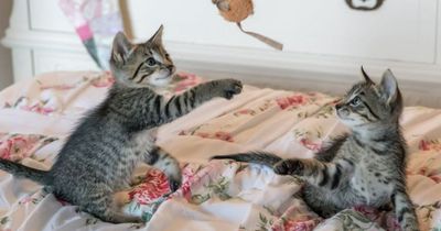 Deswegen liebt deine Katze Baldrian!