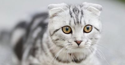 Wenn sich deine Katze so benimmt, solltest du aufpassen!