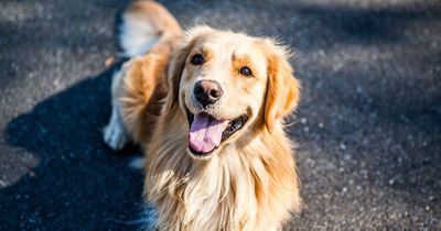 Dieser Hund schmeißt sich vor einen Bus um sein Frauchen zu retten