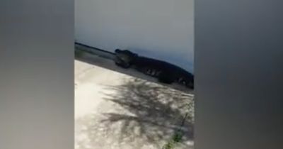 So versucht dieser Mann, einen Alligator loszuwerden