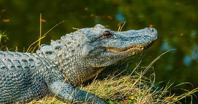 So versucht dieser Mann, einen Alligator loszuwerden