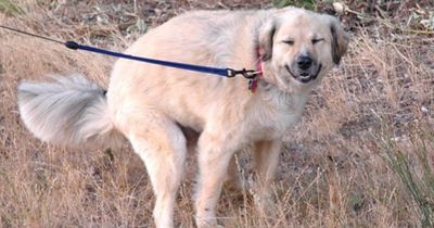 Diese Hundekot-Warnsignale sollte jeder kennen