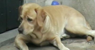 Diese Hündin wartet sehnsüchtig auf die Rückkehr ihres Katzen - Freundes