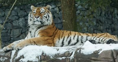 Abenteuerliche Geburt in deutschem Zoo