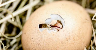 Wichtige Mitteilung für alle REWE - Kunden