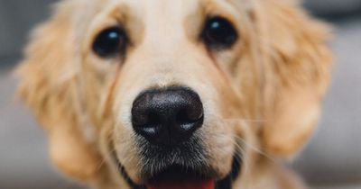 Ein Hund springt plötzlich bellend in die Dusche