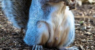 Seltenes Eichhörnchen gesichtet