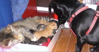 So rührend kümmern sich diese Hunde um kleine Kätzchen