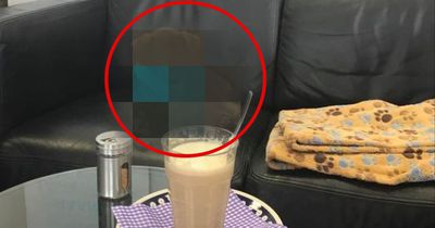 In dieser Stadt hat jetzt ein ganz besonderes Hunde-Café eröffnet