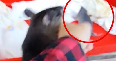 Ratte nimmt Mensch bei der Hand, um ihr etwas zu zeigen