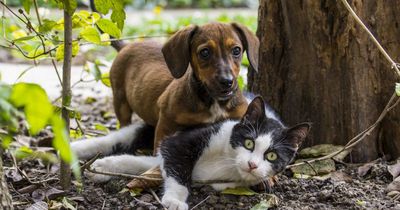 Katzen und Hunde sind mitverantwortlich für den Klimawandel